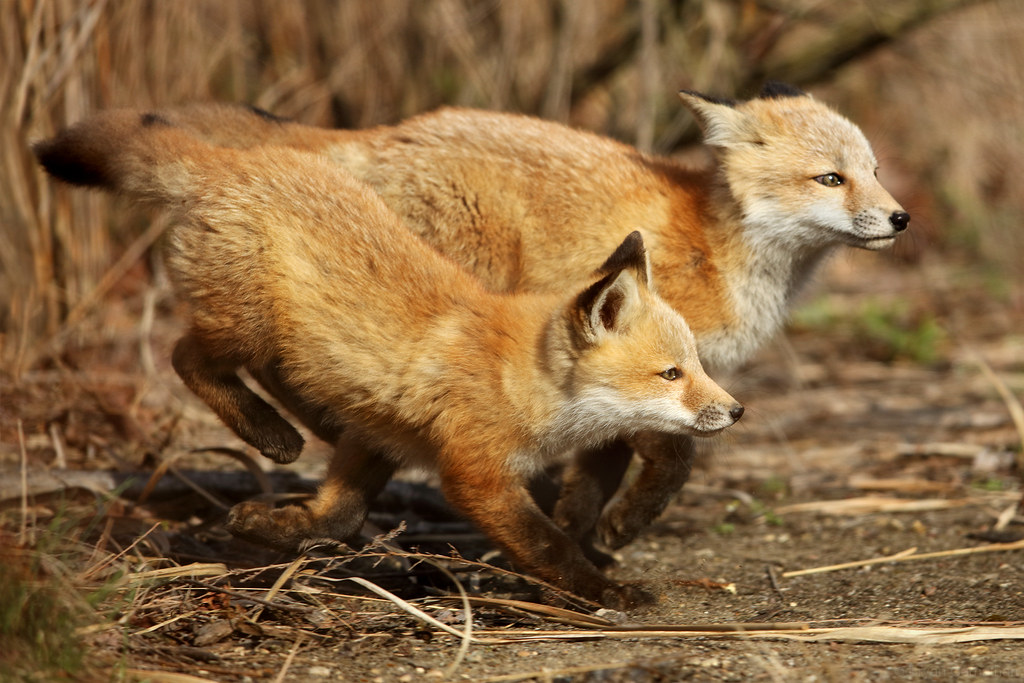 Running Red Fox Kits – Anticipation Gets the Shot