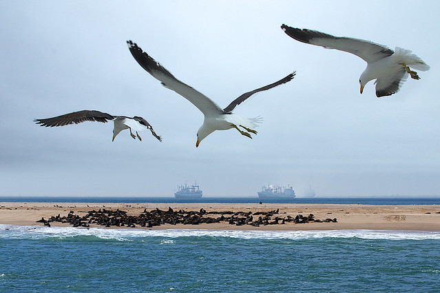 Seagulls exploring