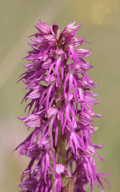 Orquídea silvestre híbrida - Orchiaceras x bivonae - (Aceras anthropophorum x Orchis italica)