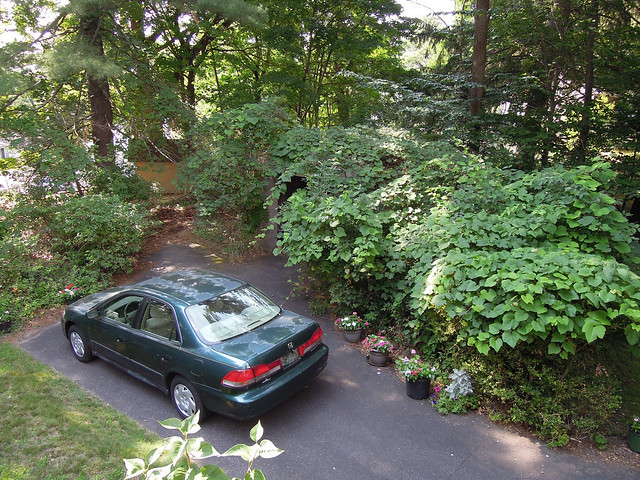 Now and Then views showing the relentless passage of time. My parents driveway with their aging 2002 Honda Accord, a completely overgrown garage and remnants of old bushes which were brand new in the photo below. Milford Connecticut. July 2016.