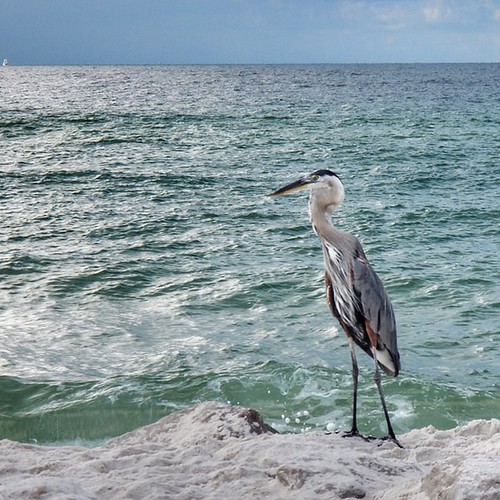 Heron