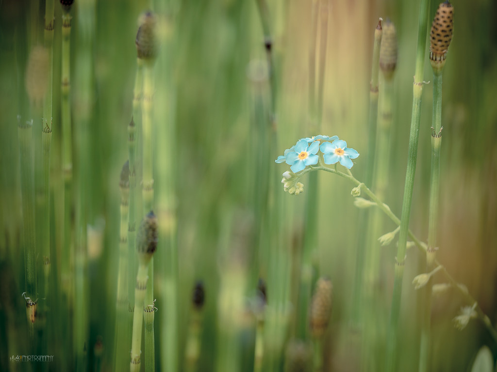 OLYMPUS DIGITAL CAMERA | N.H. || Photography | Flickr