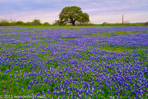 flower sunrise texas bluebonnet hillcountry wildflower texaswildflowers texashillcountry fujixpro1