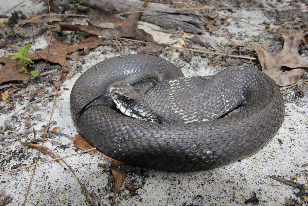 FWC Fish and Wildlife Research Institute - Hognose snakes will