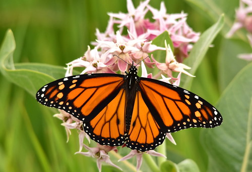 Monarch and Showy Milkweed on Seedskadee National Wildlife Refuge | by USFWS Mountain Prairie