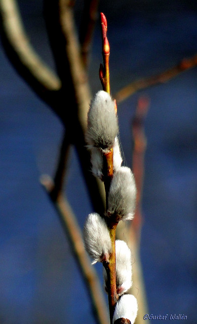 The Biology of Pussy Willows Catkins