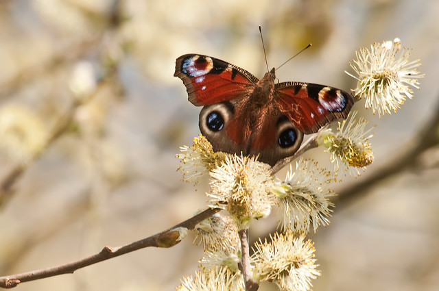 Aglais io peacock butterfly on willow april 6th 2015
