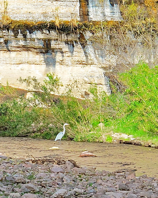 Heron or Egret? - Aravaipa Creek