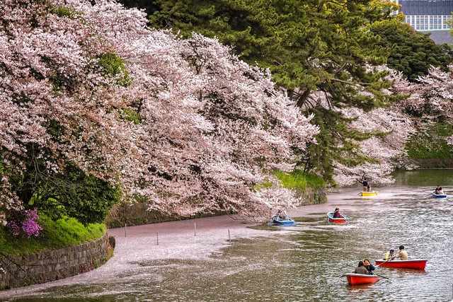 Paint the water with cherry blossoms