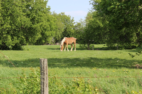 montérégie monteregie cheval horse qc québec quebec canada fence licensed getty exclusive