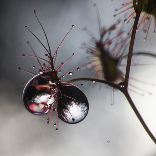 droplets waterdrops refraction macro drosera sundew manlydam