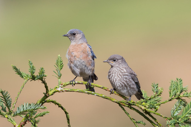 Western Bluebird - Mother and child (X67_1197-1)