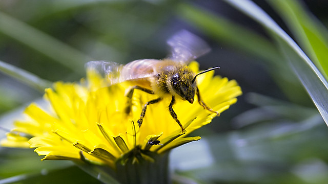 Honeybee's Take Off Motion(꿀벌의 이륙동작)
