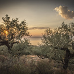 Olive trees sunset