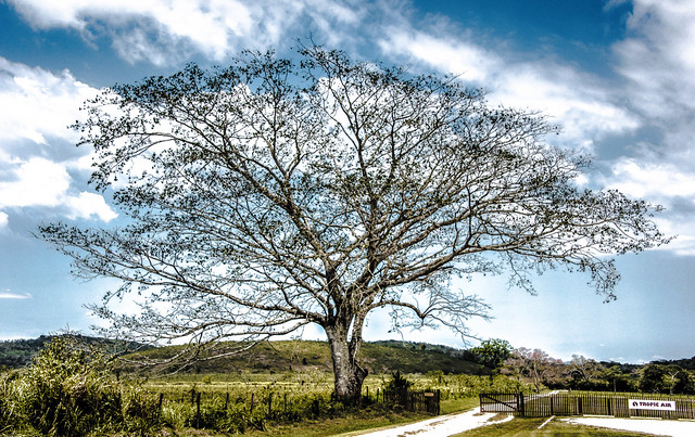Tree at Maya Flats