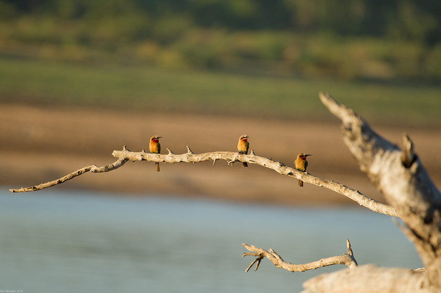 Bee-eater lineup