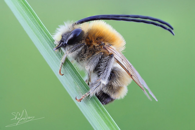 Horned bee