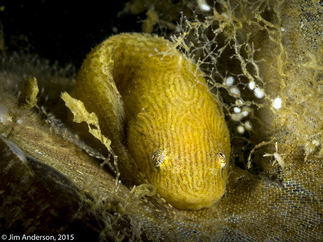 Sea snail - Liparis liparis