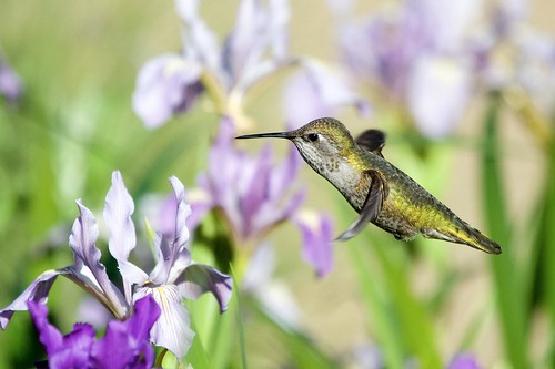 sanfrancisco california park flowers fleurs garden spring hummingbird goldengate annas californie colibri danna