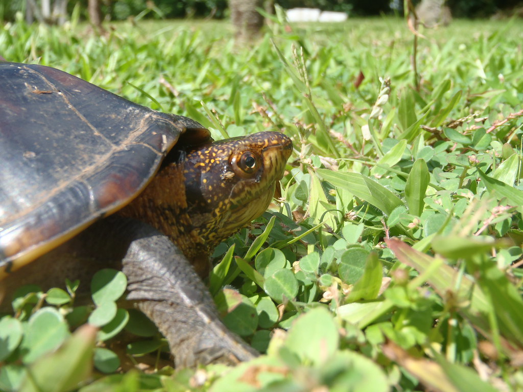 White-Lipped Mud Turtle (Kinosternon leucostomum) | Photogra… | Flickr