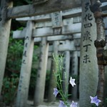 桔梗 / 櫛田神社