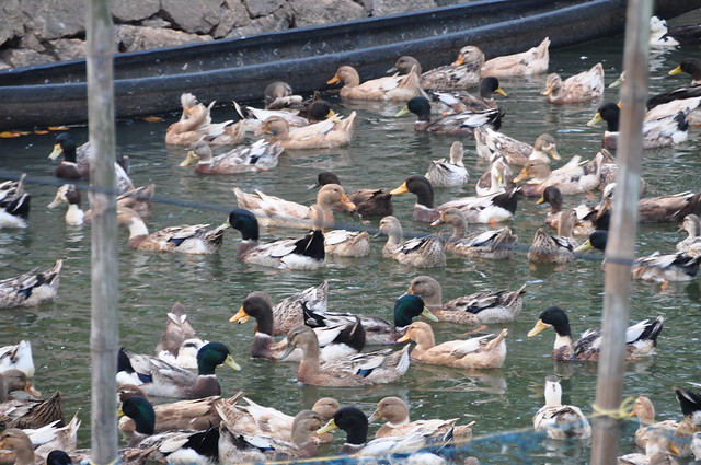 A closer view of the Khaki Campbell ducks in one of the duck farms