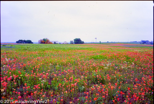 flower 120 film mediumformat texas 6x9 wildflower filmscan indianpaintbrush texaswildflowers fuji6x9 fujigw690 austincounty