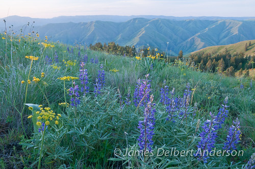nature landscape wildflowers washington sunrise fieldsspringstatepark scenicviews pnw lupine lupinus asotincounty