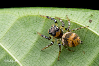 Jumping spider (Colyttus sp.) - DSC_8646