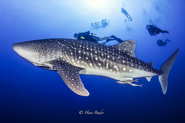 Whale shark dadalus island