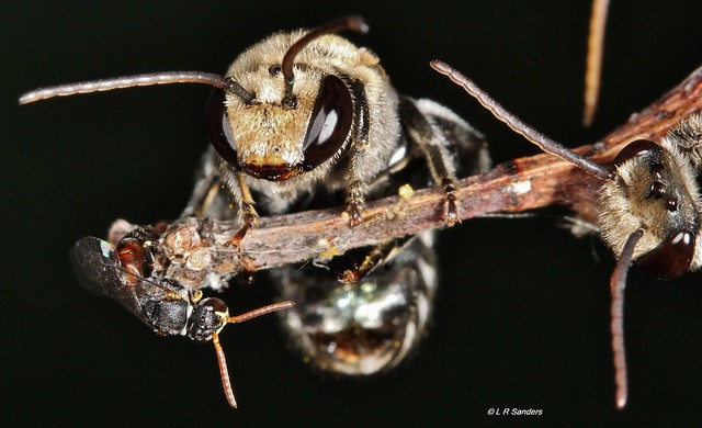 Hylaeus constrictiformis  & Lipotriches bee