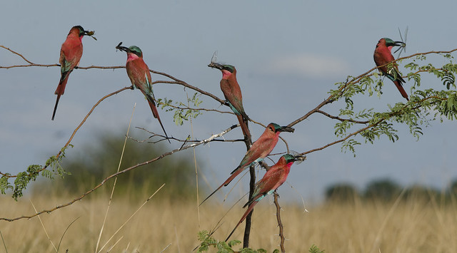 Southern Carmine Bee-eaters - Merops nubicoides