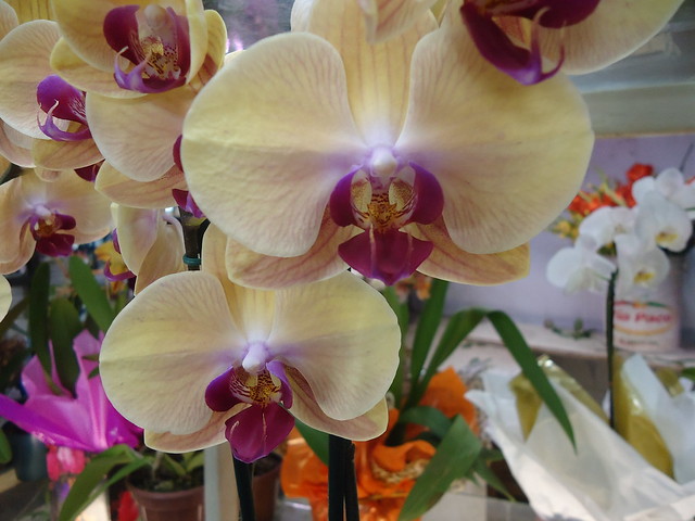 Orquídeas (14)