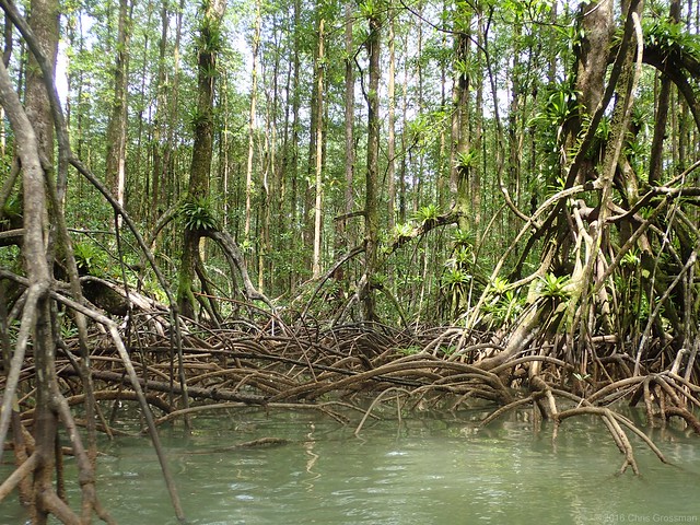 Rhizophora mangle (Red Mangroves) - Olympus Stylus Tough TG-4