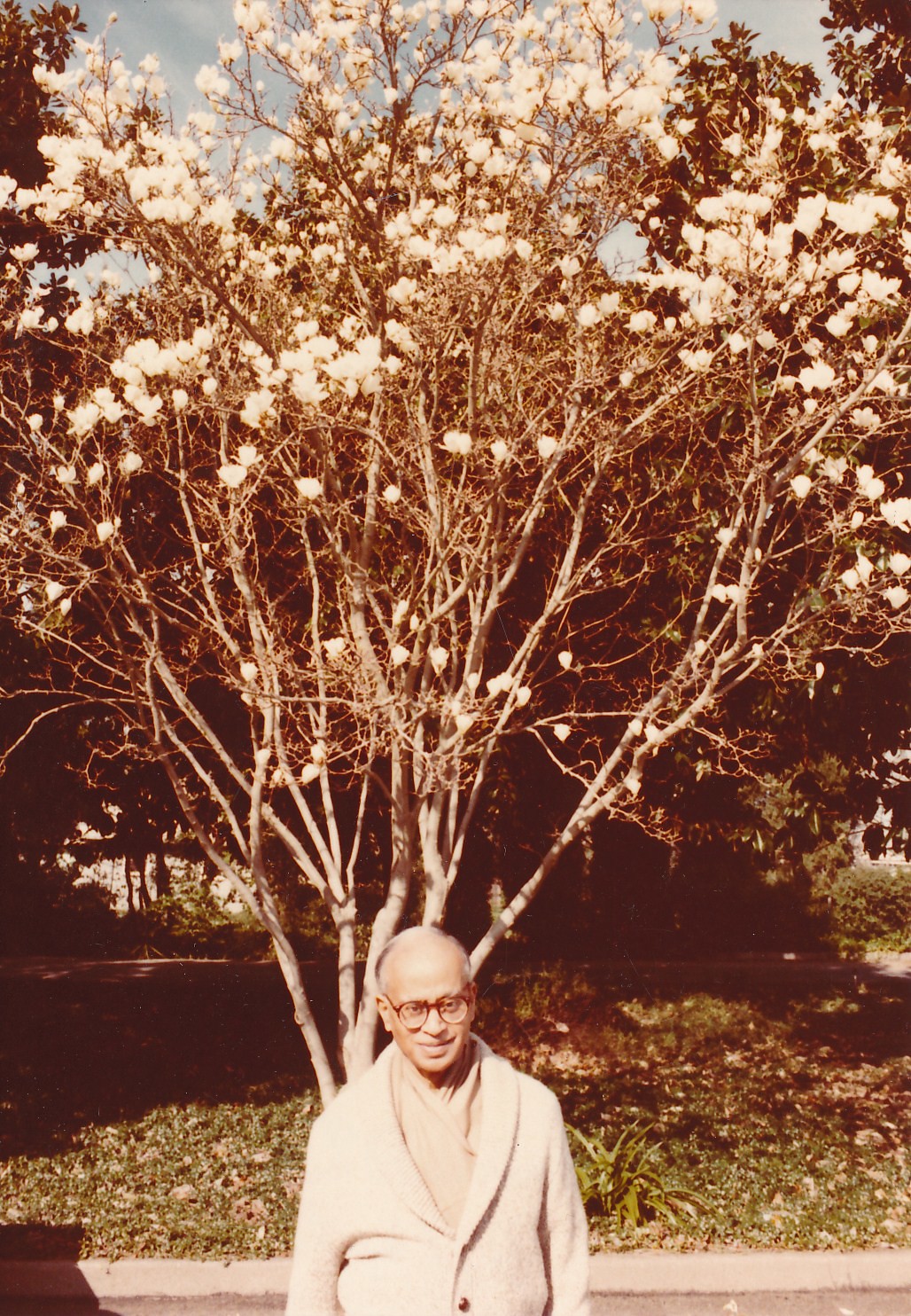 Swami Shraddhananda Flowering Magnolia In Parkinglot