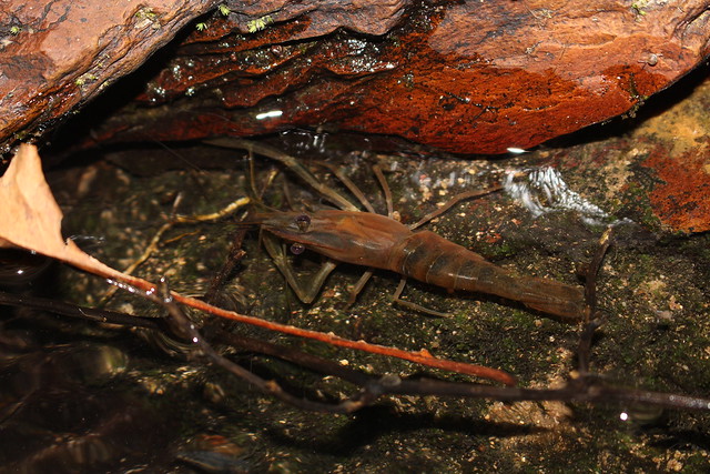 Hainan swamp shrimp (Macrobrachium hainanense)
