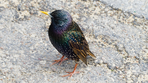 Bird of many colours: starling