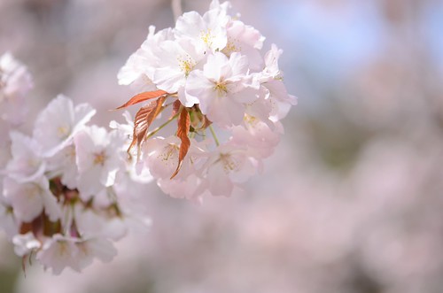 cherry blossoms, "Kinugasa" | by snowshoe hare*