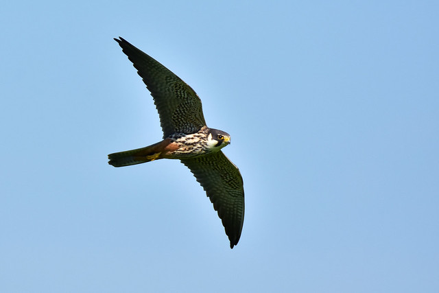 Baumfalke Eurasian hobby Falco subbuteo