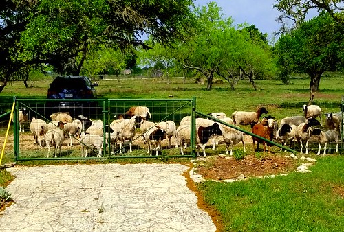 texas sheep ranch landscape lawn animal livestock