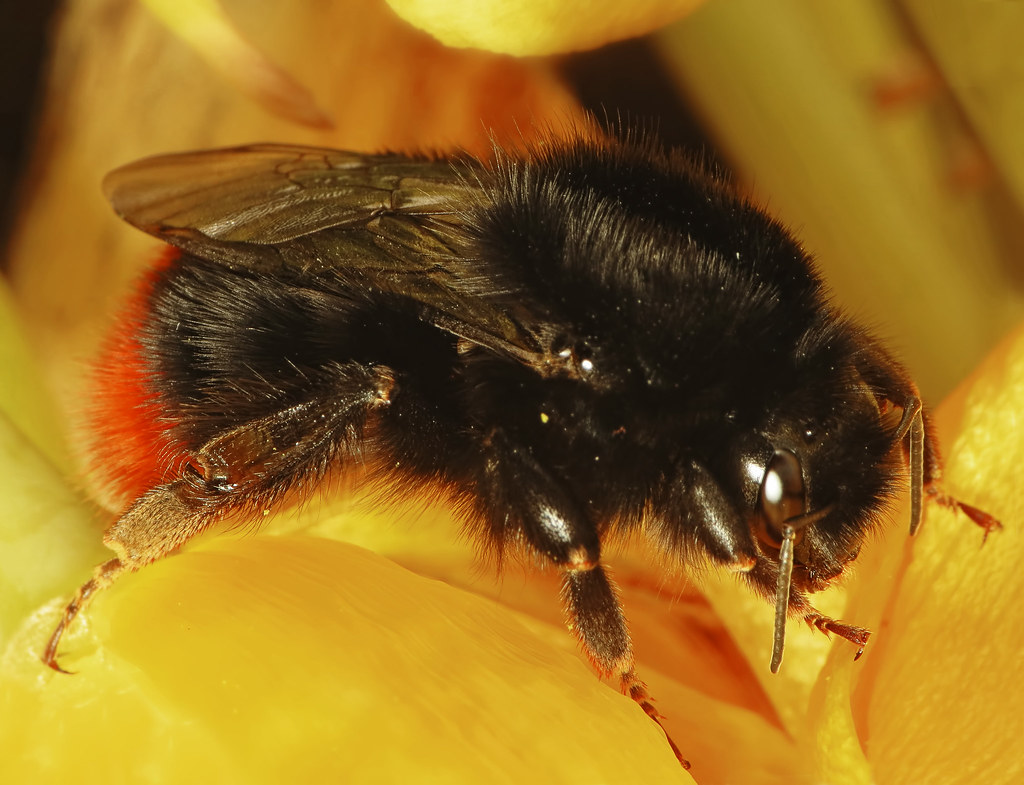 Queen Red-tailed Bumblebee (Bombus lapidarius) | Big