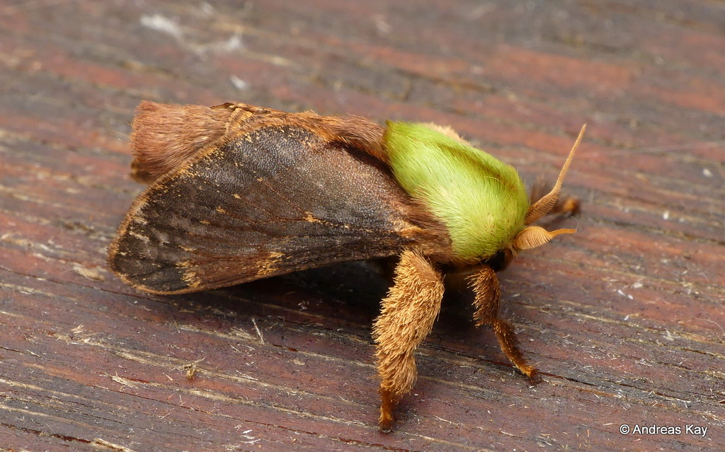 Cup Moth, Limacodidae