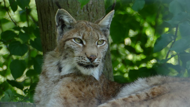 Lynx in Geras Austria