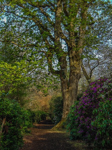 springtime | by MC Snapper78