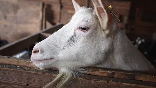 Friendly goat | by Eric Flexyourhead