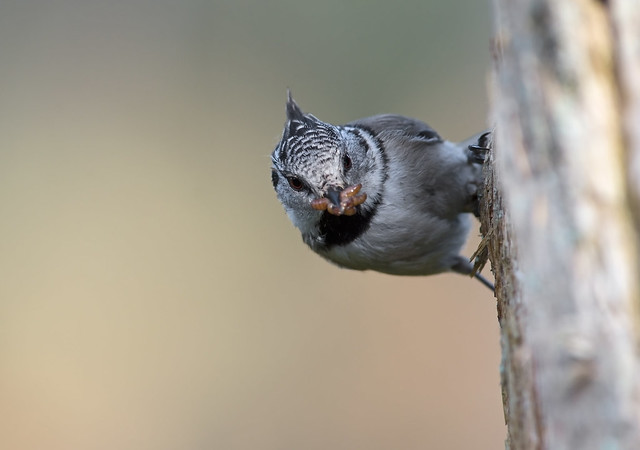 Crested Tit, Norway