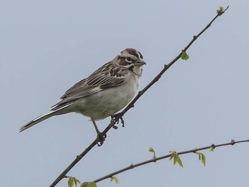 ohio sparrow larksparrow cleves chondestesgrammacus clevescommunitypark