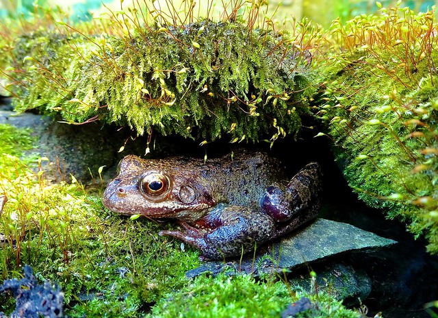 Mossy Frog
