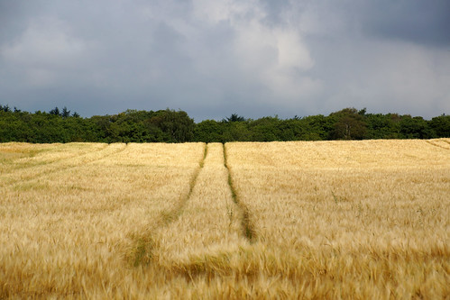 scotland aberdeenshire rural field wheat yellow hay tracks