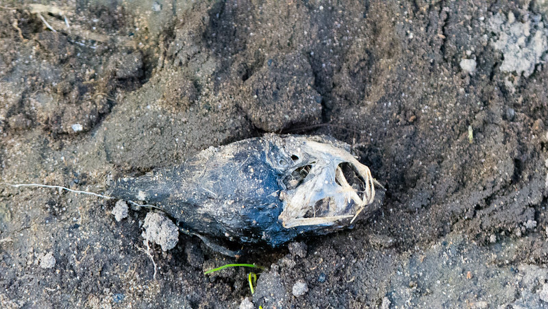 Spraint by the Severn